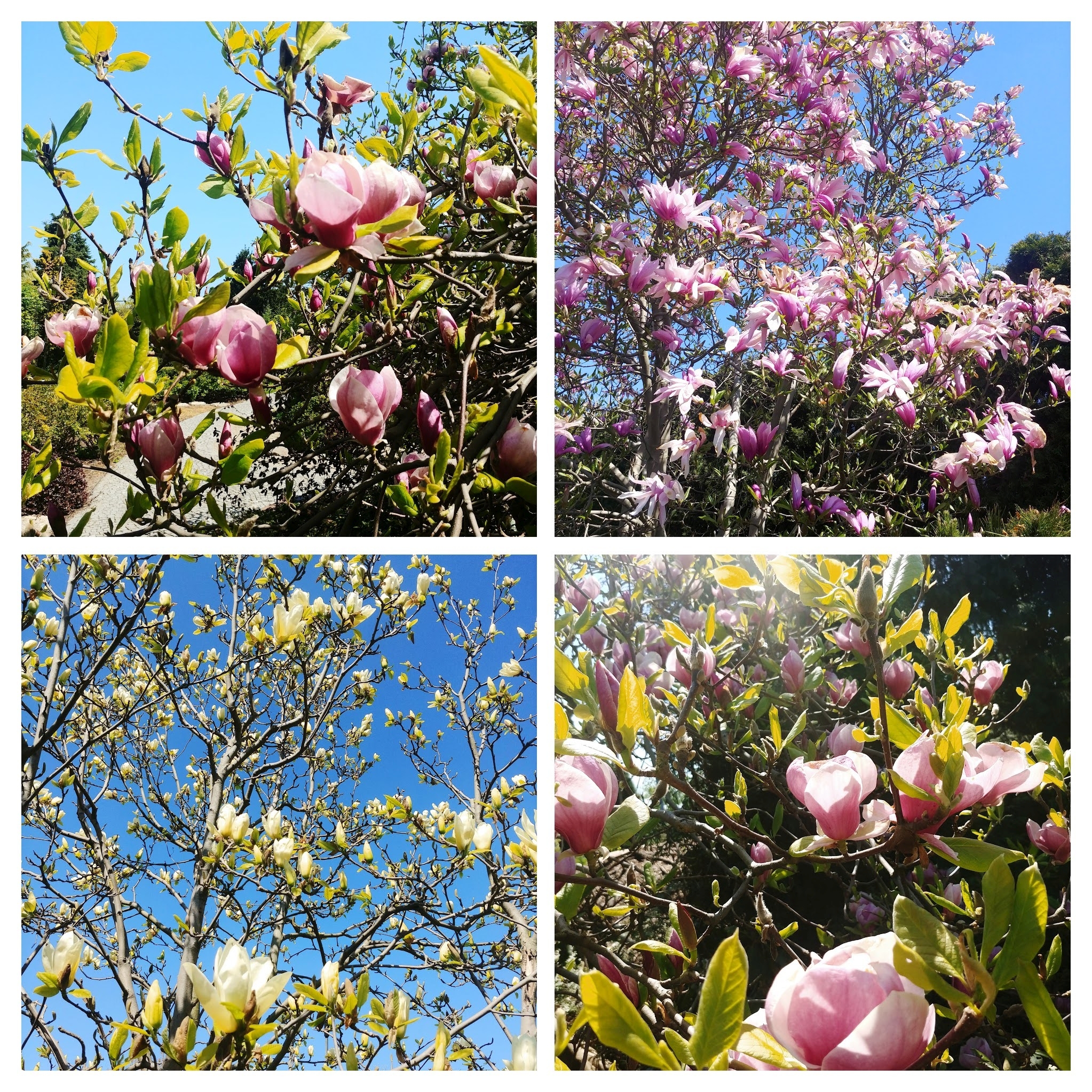 Pielęgnacja magnolii - jak zapewnić piękno i zdrowie rośliny